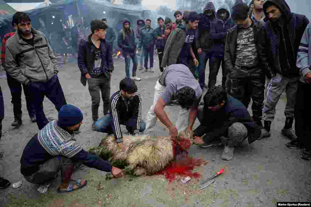 A sheep is slaughtered in the Vucjak camp.