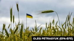 A barley field near Kyiv. Ukraine has estimated that up to 25 million tons of grain are currently blocked in its ports.