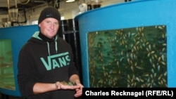 Research biologist Martin Steiness studies lumpfish, a useful creature that eats sea lice off of captive salmon.