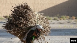 A man carries opium poppies in the Afghan village of Bala Baluk, in Farah Province, in May.