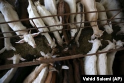 Goat kids at the Behdoush Dairy Farm outside the city of Mahmoudabad in northern Iran. Collaboration between Western and Iranian researchers on the the world's oldest livestock genomes have helped to pinpoint when humans first tamed goats and otherwise sparked the Neolithic Revolution. (file photo)