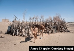 Two camels walk out of their corral in the village.