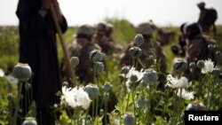 U.S. Marines talk to villagers during a patrol of poppy fields in Helmand Province.