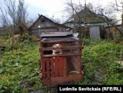 Local residents are keeping their dogs in enclosed pens in an effort to protect them from the wolves.