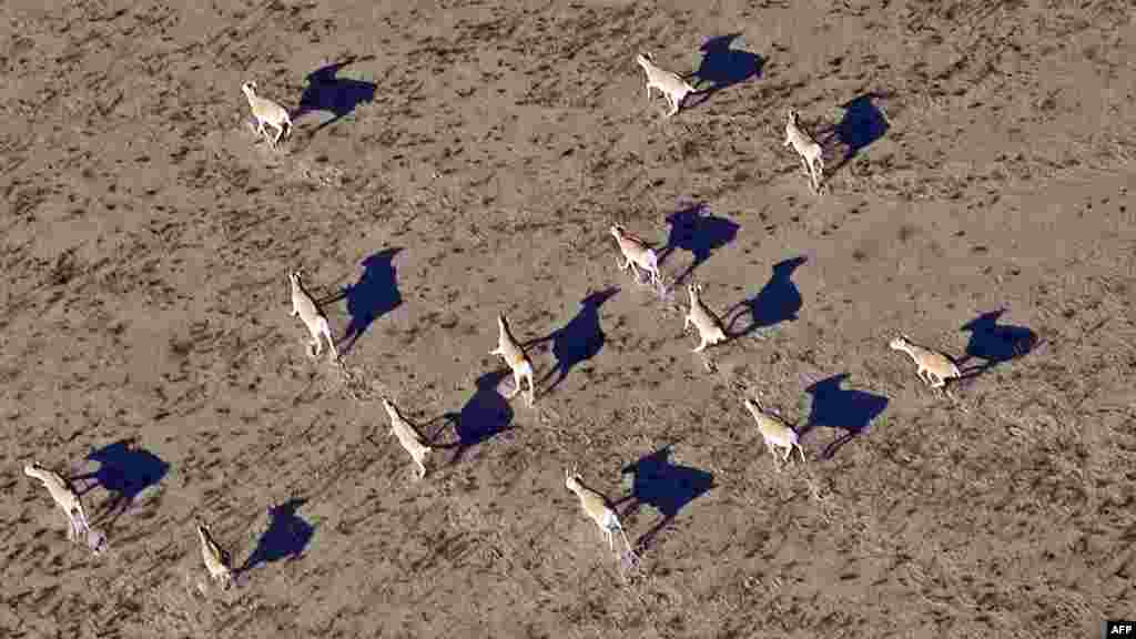 Saiga feed on a plain outside Almaty.