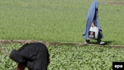 Under the law, Shi'ite women are not allowed to work without their husbands' permission