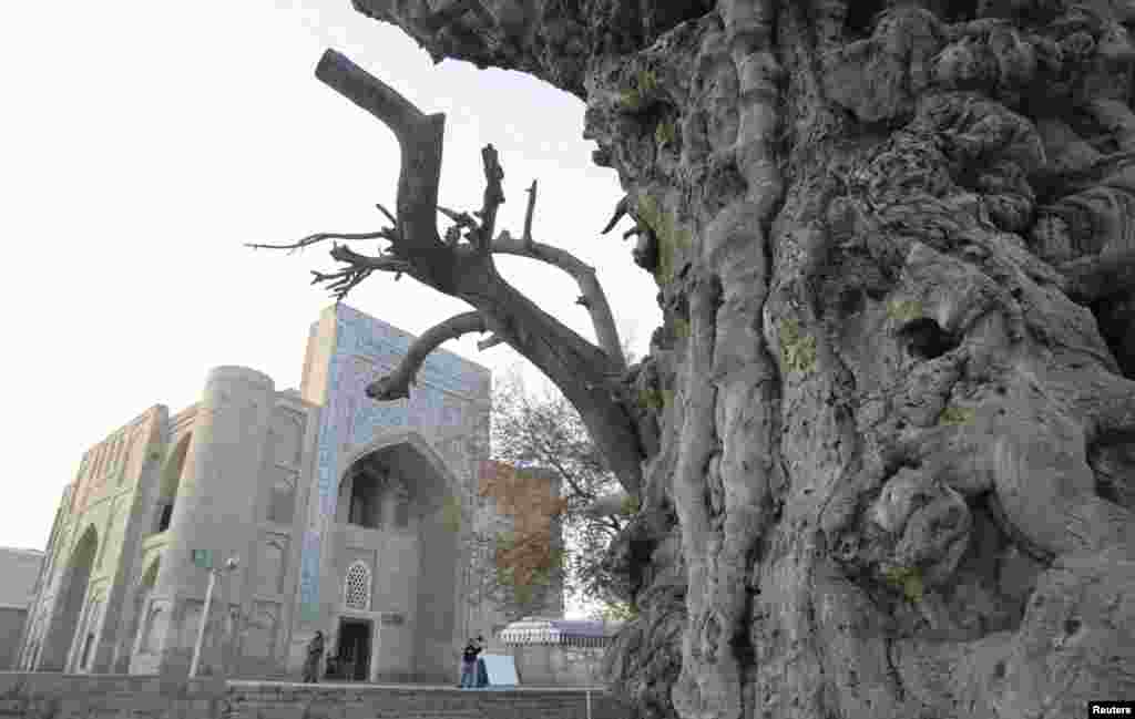 An ancient tree stands near a museum in the historical center of the Silk Road city.