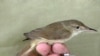 A large-billed reed-warbler 