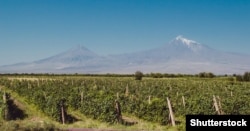 Vineyards on the Armenian plain beneath Turkey’s Mount Ararat, where sun-drenched grapes for Armenian brandy are grown.