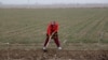 Seeds Of Doubt: Uzbek Farmers Fret Over Latest 'Improvement' Plan