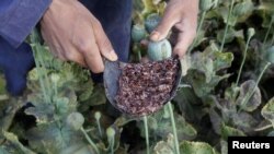 Afghanistan -- Raw opium from a poppy head is seen at a poppy farmer's field in Jalalabad province, 05May2012