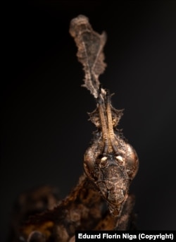 The leaflike ghost mantis, or Phyllocrania paradoxa, that Niga keeps, along with another mantis and lots of ants, as a pet.