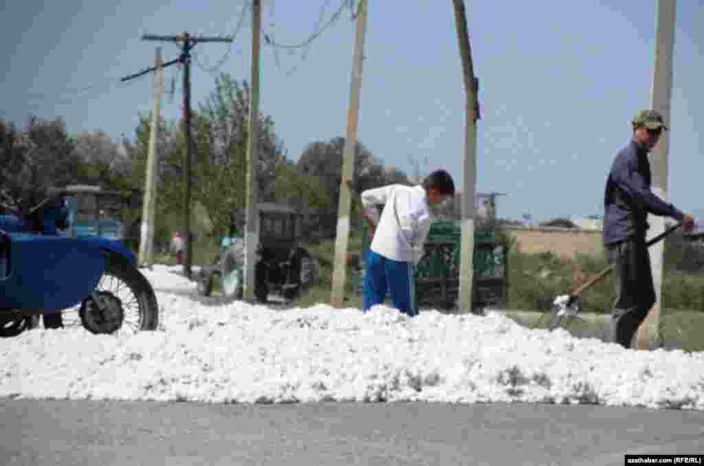 A boy works the cotton harvest in Lebap Province.