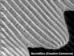 An extreme close-up of the tip of a butterfly’s wing scale showing the lattice structure that is unique in every scale. It was while studying this lattice that the Belgrade researchers realized the potential for an unhackable security system.