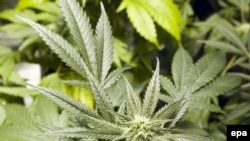 The commission recommends exploring the legalization of marijuana.