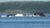 Russian Submarine Test-Fires Ballistic Missile