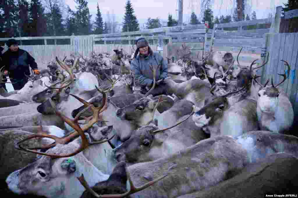 Inside the corral, it&#39;s heavy work.&nbsp;Some reindeer are vaccinated against parasites and released.&nbsp;