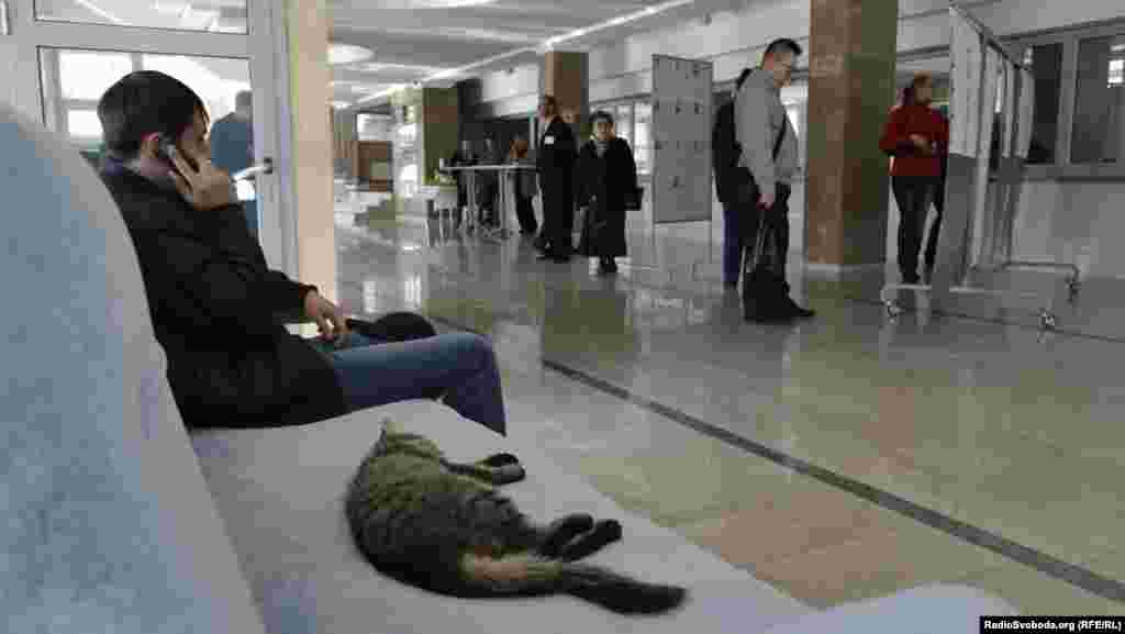 A cat naps as voters review their choices at a polling station in Luhansk.