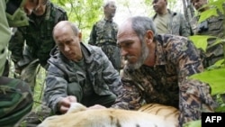 Vladimir Putin (left) tagging the tiger