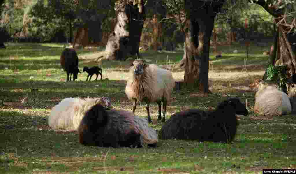 The farmers of Moria have taken to erecting fences for their flocks, whereas in the past many sheep and goats were free to wander. Several locals reportedly had their animals stolen and eaten by migrants.