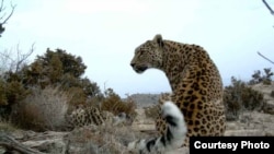 Persian leopard in the wild (photo WWF-Russia/V. Lukarevsky, RAS/S. Fatee