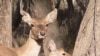 Bukhara Deer Reintroduced To Syr Darya River Valley