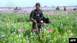 A policeman destroys a poppy field in the Nad-e Ali district of Helmand Province in March.