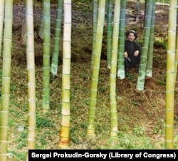 A worker poses in a grove of bamboo trees near Batumi. With its balmy, subtropical climate, various exotic crops could be grown along the Black Sea coast that would not survive elsewhere in the Russian Empire. Bamboo was used largely to make furniture.