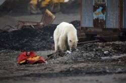 A stray polar bear is seen in the industrial Russian city of Norilsk in June, hundreds of kilometers from its natural habitat.