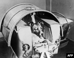 A picture from the Soviet daily Pravda dated November 13, 1957, shows Laika, the first living creature sent into space, aboard Sputnik II. Laika died a few hours after launch from stress and overheating.