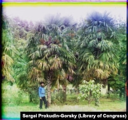 A man holding some clippers poses next to windmill palms near Batumi. Fibers from the palms can be used for making rope, sacks, and coarse cloth.