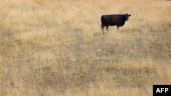 A cow feeds in a drought-damaged pasture near Princeton, Indiana. Temperatures have climbed to 38 degrees Celsius, with little or no rain.