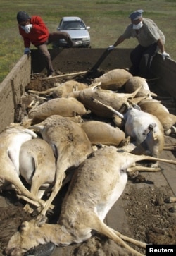 The saiga carcasses are hauled away.