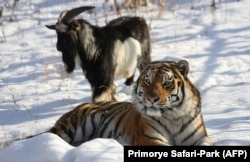 This winter's feel-good animal story: Amur and Timur