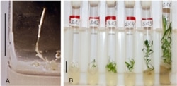 Silene stenophylla regenerated from 30,000-year-old fruits buried in permafrost deposits.