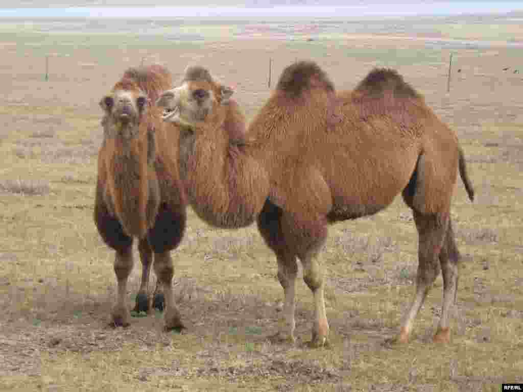 Two camels grazing in Tsagaan Nuur - Camels are highly prized for their milk, which, when fermented, is believed to have strong therapeutic properties. These camels traveled from the Gobi Desert when their nomadic owners migrated north in search of a better market for their fermented camel milk. 