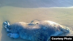 A dead seal and pup on the Caspian shore in the Mangystau region on May 3.