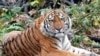 East: Hunting The Amur Tiger -- To Count It, Not To Kill It