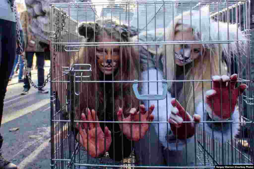 Demonstrators in St. Petersburg dressed up as animals in cages.