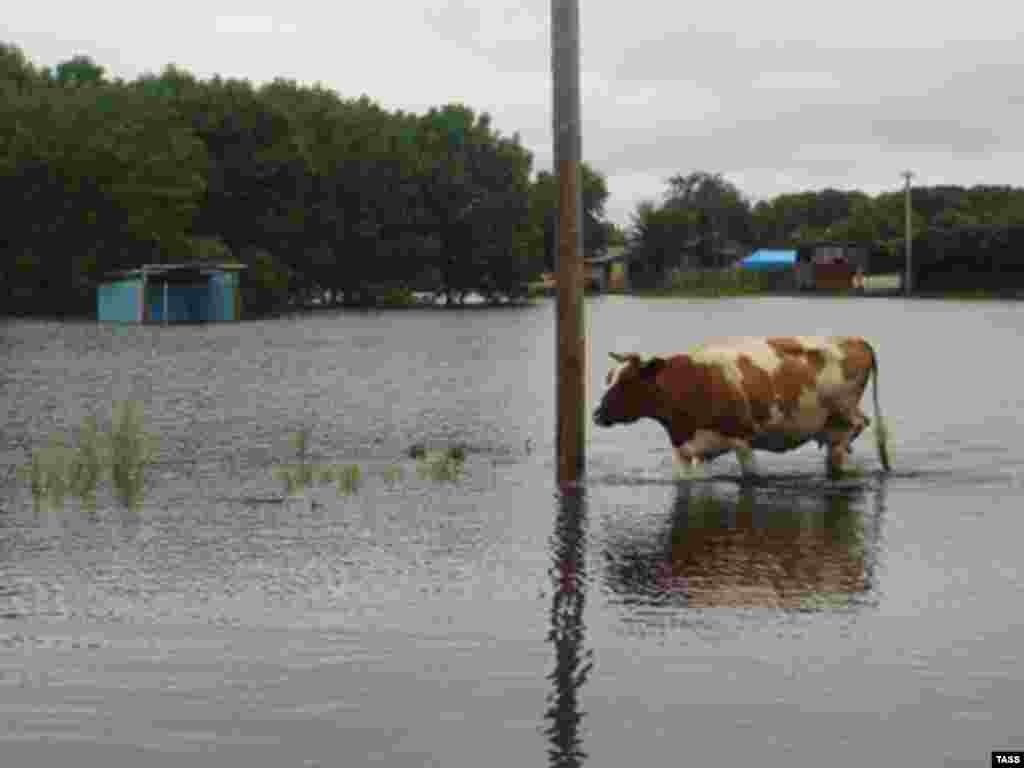 A cow wades through floodwaters in Birobidzhan, the Jewish Autonomous Oblast in Russia&#39;s Far East.