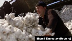 Cotton makes up one-quarter of Uzbekistan's GDP. (file photo)