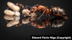 Carpenter queen ants, known as Camponotus habereri, and their brood.