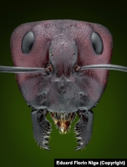 A carpenter ant, from the widespread Camponotus genus, whose coloring makes it popular among ant keepers.