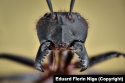 After his daughter asked him about their eyes, Niga says he found four species of ant in his yard in London. There are more than 12,000 ant species worldwide.