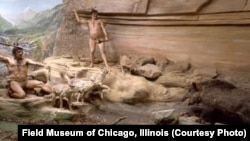 A diorama once displayed at Chicago’s Field Museum depicted canids apparently helping a Neanderthal family corner a wild boar. It was based on a scene from the Mas d'Azil cave in France. But the museum acknowledges its whole Hall of Historical Geology was dismantled because it was “considered to be scientifically inaccurate."