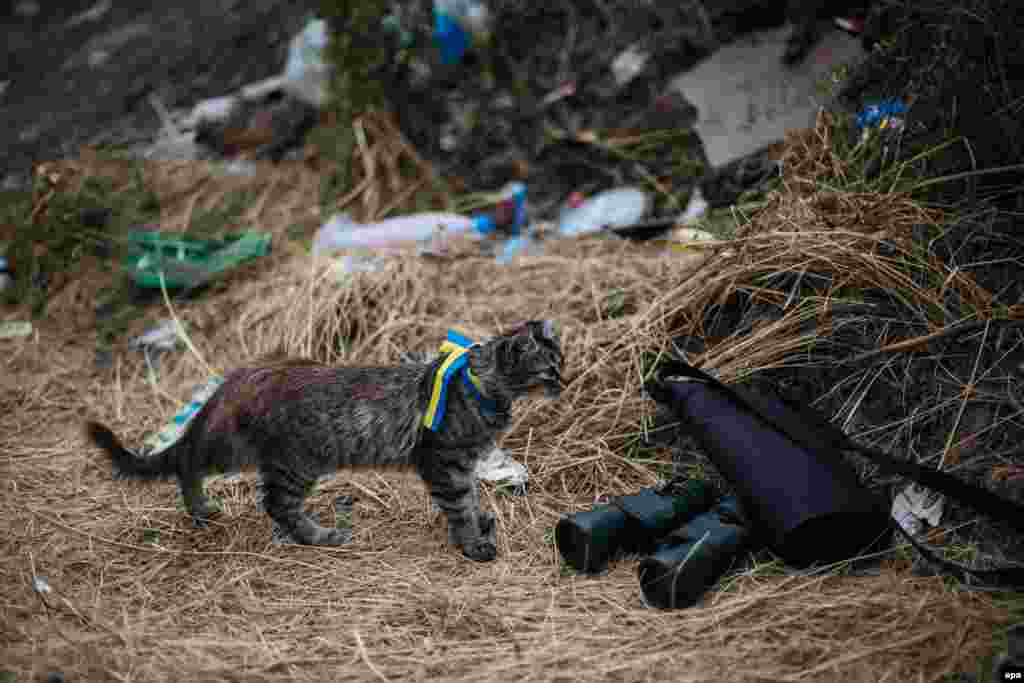 A cat wearing a ribbon with the colors of the Ukrainian national flag stands near military binoculars at a checkpoint in the town of Avdeevka &nbsp;near Donetsk last August.