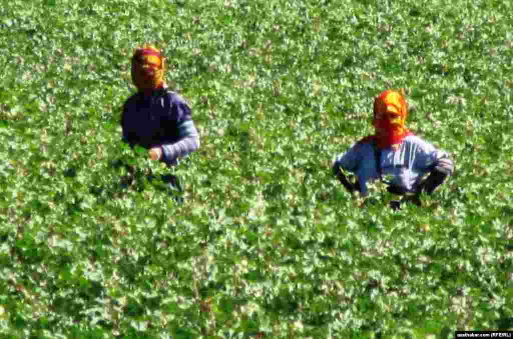 Cotton fields in Lebap province, August 2013.