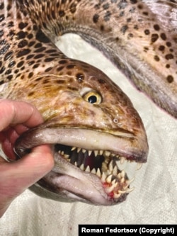 The formidable dentistry of a wolffish. The species can grow to 1.5 meters and uses its shark-like teeth to crunch through shellfish, crabs, and other armored creatures of the deep.