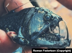 A viperfish. The sickle-like teeth of the predator curve around the outside of its head when its mouth is closed.