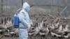 Ukraine Confirms More Bird Flu Outbreaks